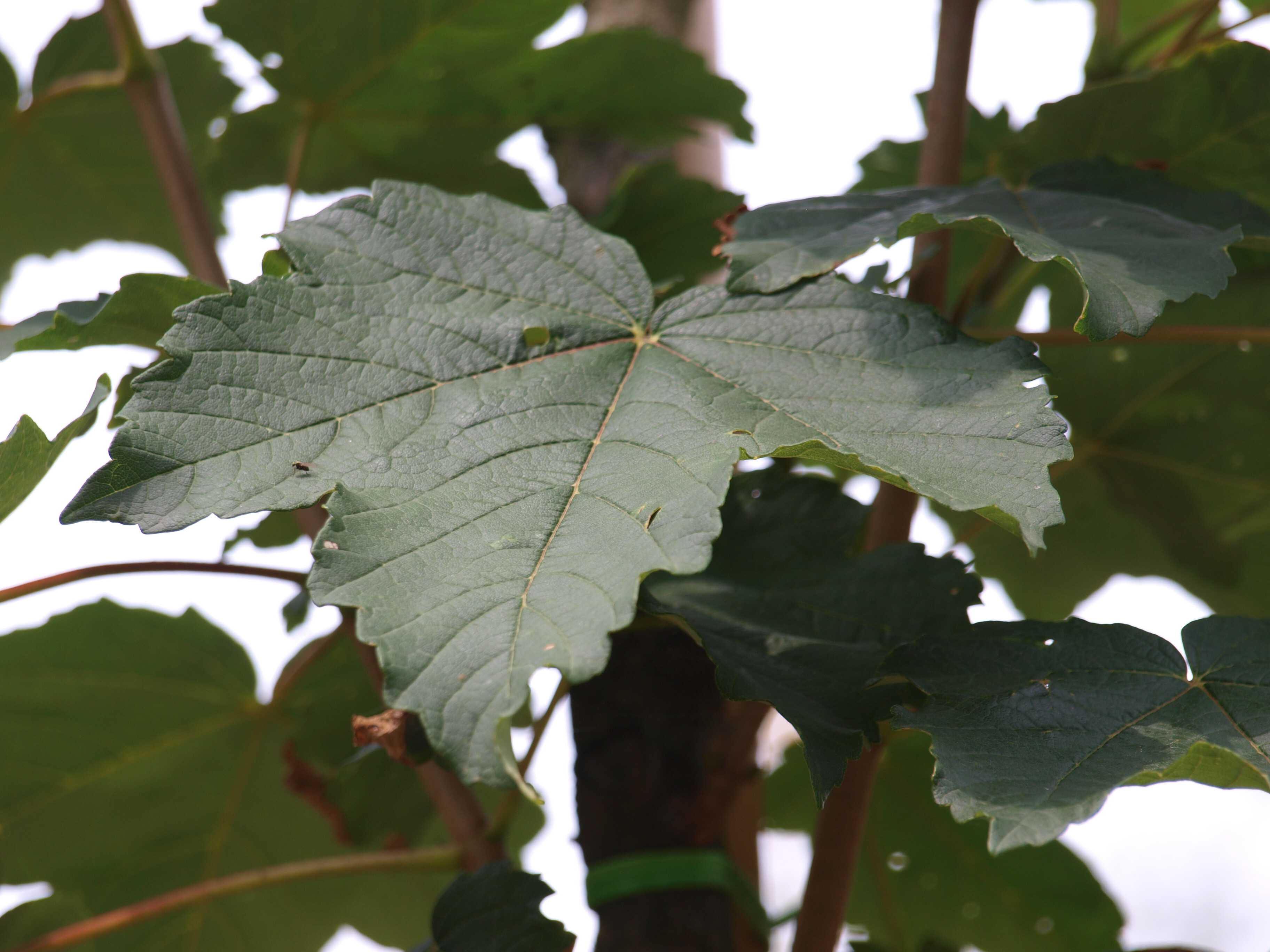 Acer pseudoplatanus Rotterdam